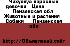 Чихуахуа взрослые девочки › Цена ­ 3 000 - Пензенская обл. Животные и растения » Собаки   . Пензенская обл.